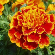 7000 Seeds French Marigold Seeds for Planting - Tangerine Double Dwarf Naughty Marietta Seeds - Dainty Marietta (Dwarf) French Brocade Marigold Seeds, Bulk Seeds bee, Butterfly Beneficial Non-GMO