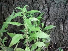 50 Pennsylvania Pellitory Seeds for Planting Parietaria pensylvanica Flower Seeds