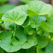 2000 Seeds Green Gotu Kola Seeds Big Leaf Centella Asiatica Seeds Organic Vegetable Planting Non-GMO Indian Pennywort Seeds