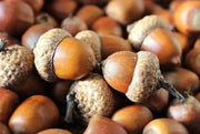 50 Seeds Shingle Oak Acorn Tree Seeds, Live Oak Tree Seeds, Quercus imbricaria, Washed and Processed