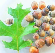 50 Seeds Shingle Oak Acorn Tree Seeds, Live Oak Tree Seeds, Quercus imbricaria, Washed and Processed