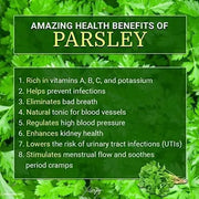 3000 Parsley Seeds for Planting Flat Leaf Garden Parsley Petroselinum Crispum Dark Green Italian Non-GMO