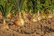 Vidalia Sweet Onion Seeds 1000 Seeds for Planting Walla Walla Sweet Onion Seeds Allium cepa Amaryllidaceae Non-GMO Heirloom