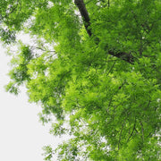 200 Seeds - American Elm Tree Seeds to Grow Shade Ornamental Prized Bonsai Specimen Ulmus Parvifolia | Ulmus Procera, Chinese Elm, English Elm Seeds of Ulmaceae Family - The Rike