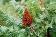 500 Smooth Sumac Seeds Tree Seeds for Planting Sumach Rhus glabra White Sumac Upland Sumac Scarlet Sumac Seeds