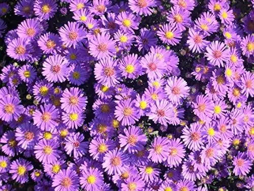 2000+ New England Aster Flower Seeds Aster Plant Fall Aster Flower Fall Aster - New England (Aster novae-angliae) Seeds for Planting