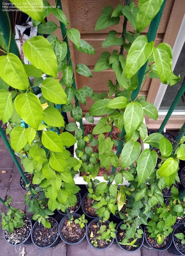 100 LA Giang Seeds - River Leaf Vine Seeds - Aganonerion Seeds - Sour Leaf Creeper Seeds La Lom Non-GMO Vegetable Seeds Herbal Seeds