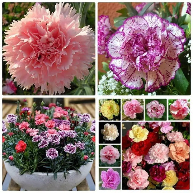 2000 Seeds Mixed Carnation Flower Planting Seed Bonsai Garden Easy to Grow Dianthus caryophyllus