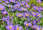 2000+ New England Aster Flower Seeds Aster Plant Fall Aster Flower Fall Aster - New England (Aster novae-angliae) Seeds for Planting