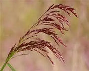 2000 Purpletop Tridens Seeds Grass Seeds for Planting Greasegrass Seeds Tall Redtop Sandgrass Tridens flavus Seeds