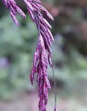 2000 Purpletop Tridens Seeds Grass Seeds for Planting Greasegrass Seeds Tall Redtop Sandgrass Tridens flavus Seeds