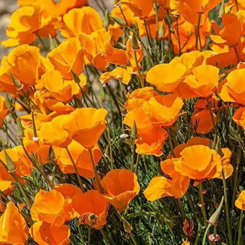 2500+ Seeds California Poppy Seeds - Golden Poppy Seeds - California Orange Poppy Wildflower Seeds - Eschscholzia californica Seeds Honey Bees Pollinators Heat Lover