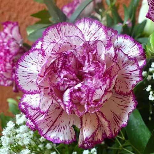 2000 Seeds Mixed Carnation Flower Planting Seed Bonsai Garden Easy to Grow Dianthus caryophyllus