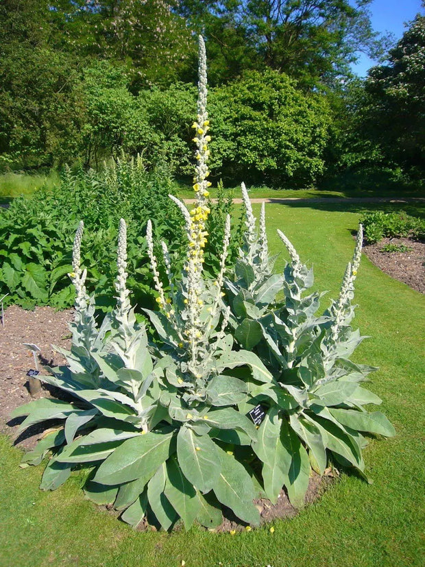Common Mullein Seeds 4000 Seeds for Planting Verbascum thapsus The Great Mullein Greater Mullein