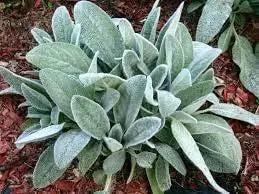 100 Seeds Woolly Lamb's-Ear Seeds for Planting Stachys byzantina lamb's Ear hedgenettle tachys lanata Stachys olympica