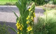 Common Mullein Seeds 4000 Seeds for Planting Verbascum thapsus The Great Mullein Greater Mullein