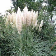 1500 Pampas Grass Seeds White Cortaderia Selloana Seeds Perennial Flowering ORNIMENTAL Grasses FEATHERY Blooms Wedding Holiday Festival Decor