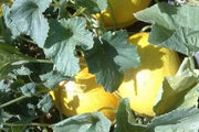 Honeydew Seeds 150 Seeds dua Gang Seeds Jumbo Honeydew Melon Seeds Organic Non-GMO Harvested in Illinois USA