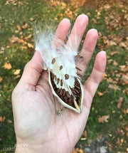 300 Seeds Milkweed Seeds - Help Save The Monarch Butterfly! (Asclepias Syriaca) - Asclepias Syriaca- Butterfly Flower- Silkweed - Silky Swallow-Wort- Virginia Silkweed Seeds - Butterfly Weed