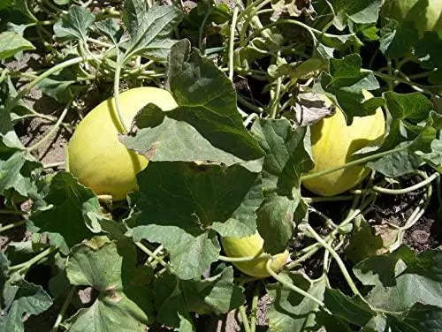 Honeydew Seeds 150 Seeds dua Gang Seeds Jumbo Honeydew Melon Seeds Organic Non-GMO Harvested in Illinois USA