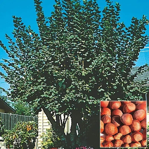 90 Seeds American Hazelnut Tree Seeds Filbert Corylus Americana Fruit Nut Seeds Semillas Graines