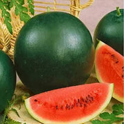 Sugar Baby Watermelon Seeds 150 Seeds Sweet Citrullus Lanatus Fruit Seeds Organic Non-GMO