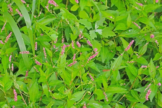 Lady's Thumb Seeds for Planting 400 Seeds Persicaria maculosa Polygonum Persicaria Jesusplant Redshank