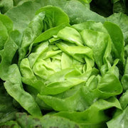 3000 Crisphead Lettuce Seeds Iceberg, Loose-Leaf, and butterhead Lettuce Vegetable Seeds Organic Non-GMO