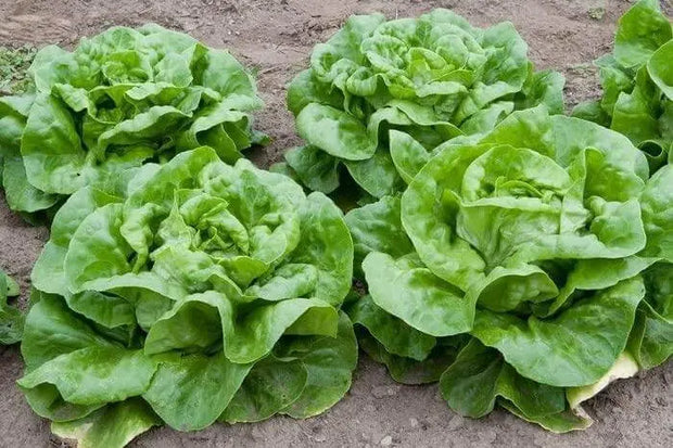 3000 Crisphead Lettuce Seeds Iceberg, Loose-Leaf, and butterhead Lettuce Vegetable Seeds Organic Non-GMO
