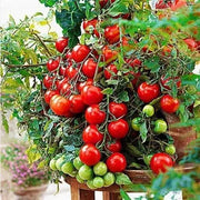 100 Seeds Mini red Tomato Seeds Non-GMO Solanum lycopersicum Fruit Garden Seeds