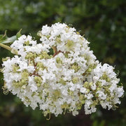 500 Seeds White Crape Myrtle Seeds for Planting Lagerstroemia Crepe Myrtle Tree Seeds Crape Myrtle Tree Seeds Crepe (Lagerstroemia Indica) Perennial Seeds