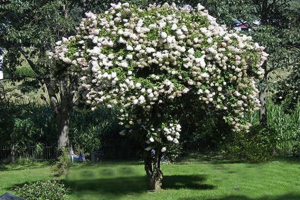 500 Seeds White Crape Myrtle Seeds for Planting Lagerstroemia Crepe Myrtle Tree Seeds Crape Myrtle Tree Seeds Crepe (Lagerstroemia Indica) Perennial Seeds