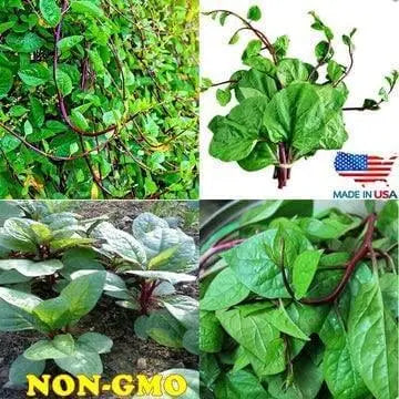 200 Red Malabar Spinach Seeds - Basella alba - Fresh Spinach Taste