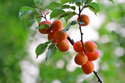 Premium Organic Bitter Raw Apricot Seeds Non-GMO Ideal for Planting Apricot Trees Nutritious Superfood
