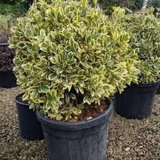 50 Seeds Silver King Euonymus Seeds - Euonymus japonicus Silver King Japanese Spindle Tree Euonymus japonicus Evergreen Spindle Seeds Non-GMO