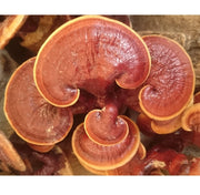 Dried Reishi Mushroom slices Raw Ganoderma Lucidum Top Grade Lingzhi Herbal Tea 100 Gram All-Natural