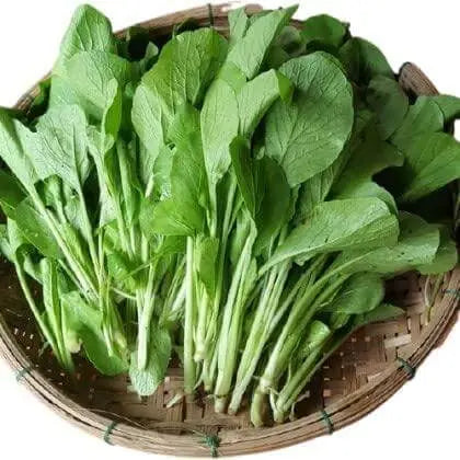 Choy Sum Seeds Brassica Integrifolia Gunsho Asian Green Seeds CAI Ngot Non-GMO Seeds