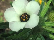 50 Seeds Hibiscus Trionum Flower-of-an-Hour Seeds for Planting Bladder Hibiscus Bladder Ketmia Bladder Weed Modesty Puarangi Shoofly Venice Mallow