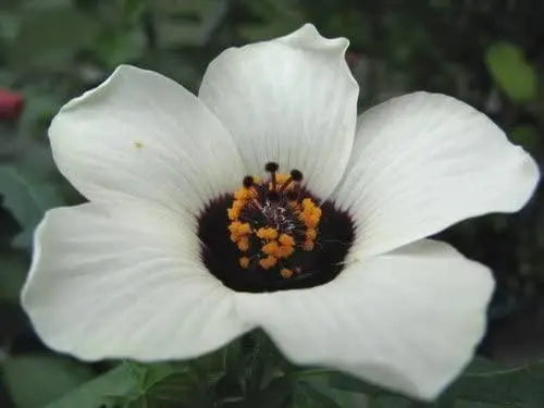 50 Seeds Hibiscus Trionum Flower-of-an-Hour Seeds for Planting Bladder Hibiscus Bladder Ketmia Bladder Weed Modesty Puarangi Shoofly Venice Mallow