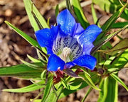 50gr Dried Organic Gentian Root-Gentian Root, Blue Gentian Flower, Gentian Plants, Prairie Gentian, Purple Gentian, Closed Gentian, Gentian Blue Gentian
