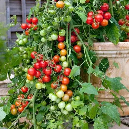 Mini red Tomato Seeds Non-GMO Solanum lycopersicum Fruit Garden Seeds