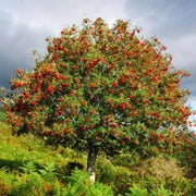 15 Rowan Tree Seeds Mountain-Ashes Non GMO Seeds