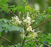 Moringa oleifera Seeds for Planting 200 Seeds Moringa drumstick Tree Horseradish Tree Ben Oil Tree benzolive Tree