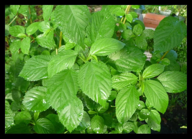 3000 Seeds Saluyot Seeds Egyptian Spinach Rau Day Molokhia Jute Seeds Non-GMO Grown in Ilinois USA
