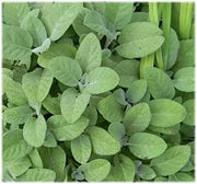 500 Seeds Sage Seeds Salvia Officinalis Common Sage- Broad Leaved Non-GMO Seeds - 98% Germination Rate