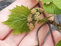 20 Frost Grape Seeds Riverbank Grape Seeds for Planting Vitis riparia Seeds Wild Grape Seeds, Porcelain Berry, Amur Peppervine, Creeper