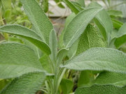 500 Seeds Sage Seeds Salvia Officinalis Common Sage- Broad Leaved Non-GMO Seeds - 98% Germination Rate