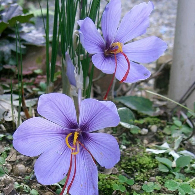 5 Bulbs -Saffron Crocus Bulbs Kashmiri Saffron Bulbs (Kesar Bulbs) - Crocus Sativus Corms Bulbs, Zafran Plant Bulbs for Planting Saffron Flower & Crocus Flower Plant