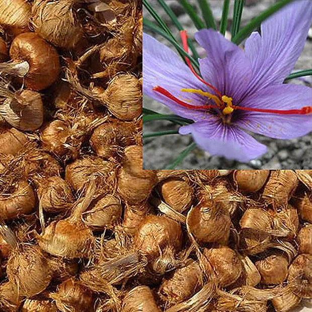 5 Bulbs -Saffron Crocus Bulbs Kashmiri Saffron Bulbs (Kesar Bulbs) - Crocus Sativus Corms Bulbs, Zafran Plant Bulbs for Planting Saffron Flower & Crocus Flower Plant