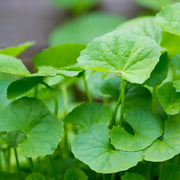 100-gram Dried Gotu Kola Leaf Tea | Hojas de Centella Asiatica, Indian Pennywort, Rau Ma, Asiatic Pennywort, Mandukaparni - Kodavan Leaf